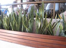 Kwikfynd Indoor Planting
titree
