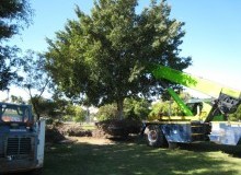 Kwikfynd Tree Management Services
titree