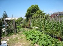 Kwikfynd Vegetable Gardens
titree